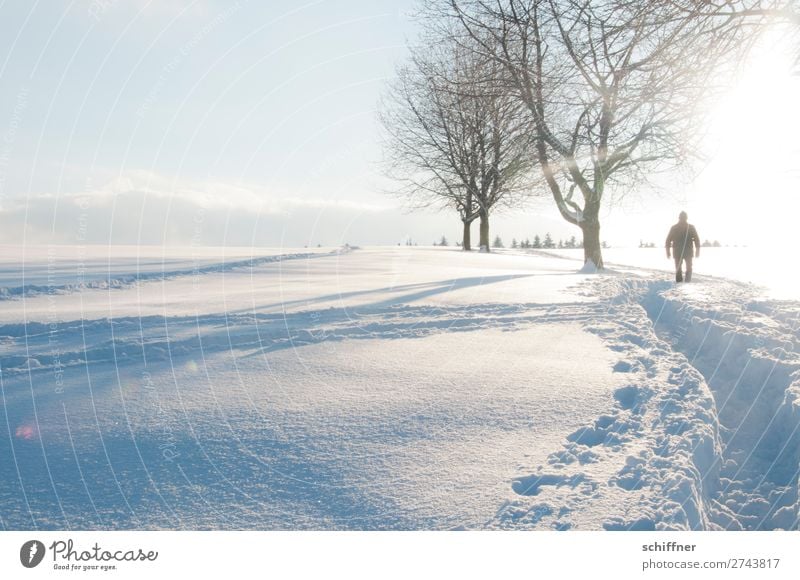 boy scout Human being Masculine 1 Environment Nature Landscape Plant Winter Beautiful weather Ice Frost Snow Tree Going White Snowscape Snow layer