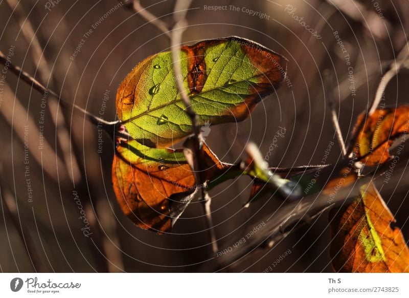 leaf Nature Plant Autumn Winter Leaf Forest Faded Esthetic Authentic Simple Elegant Natural Brown Green Orange Serene Patient Calm Colour Uniqueness