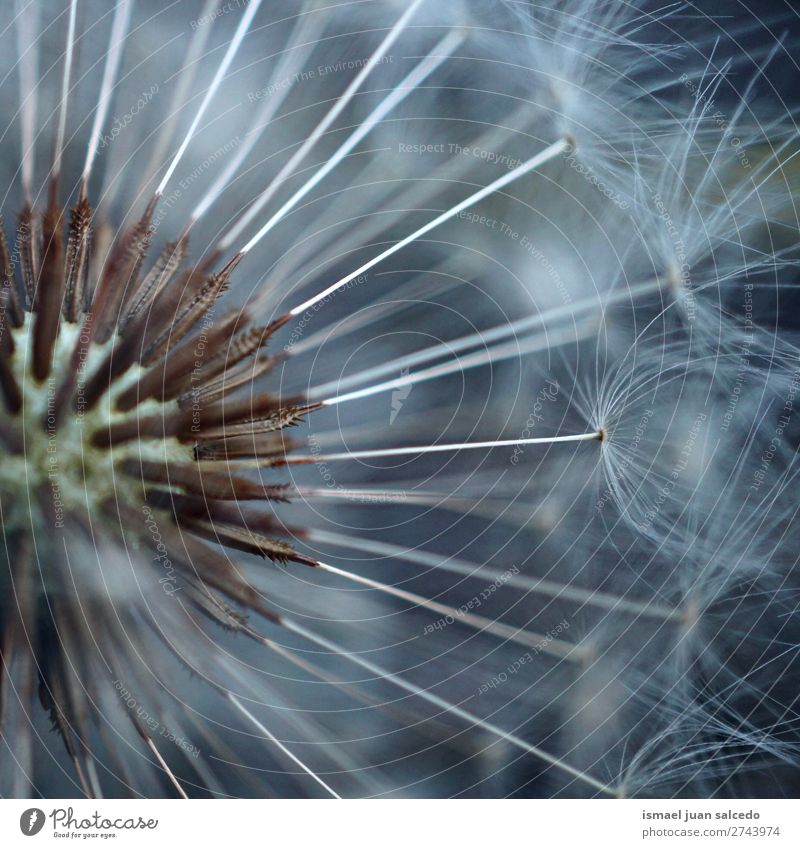 dandelion flower plant Dandelion Flower Plant seed Floral Garden Nature Decoration Abstract Consistency Soft Exterior shot background romantic fragility