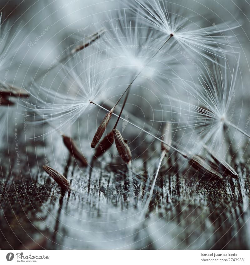 dandelion flowers seed Dandelion Flower Plant Floral Garden Nature Decoration Abstract Consistency Soft Exterior shot background romantic fragility