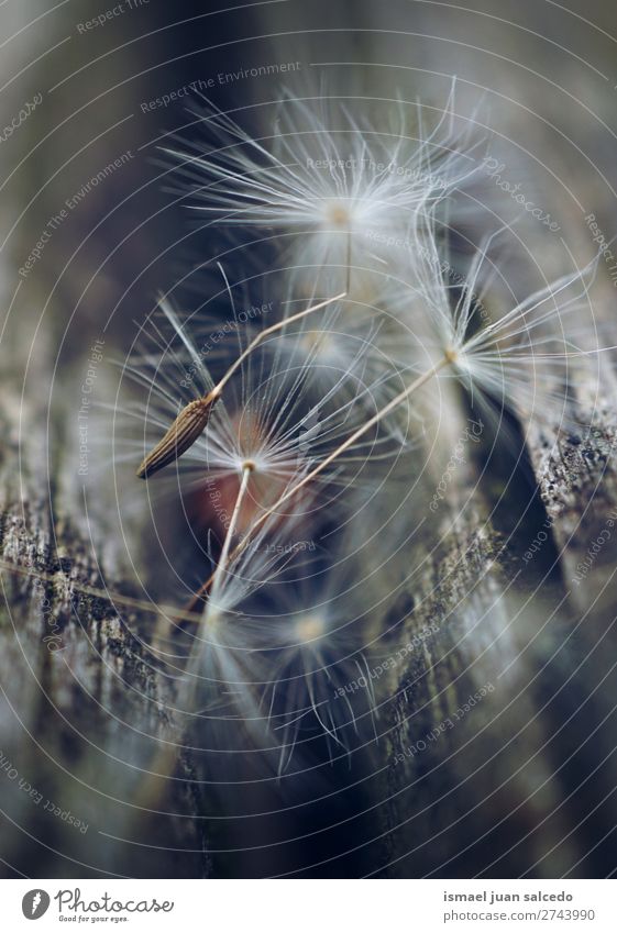 dandelion flower seed Dandelion Flower Plant Floral Garden Nature Decoration Abstract Consistency Soft Exterior shot background romantic fragility