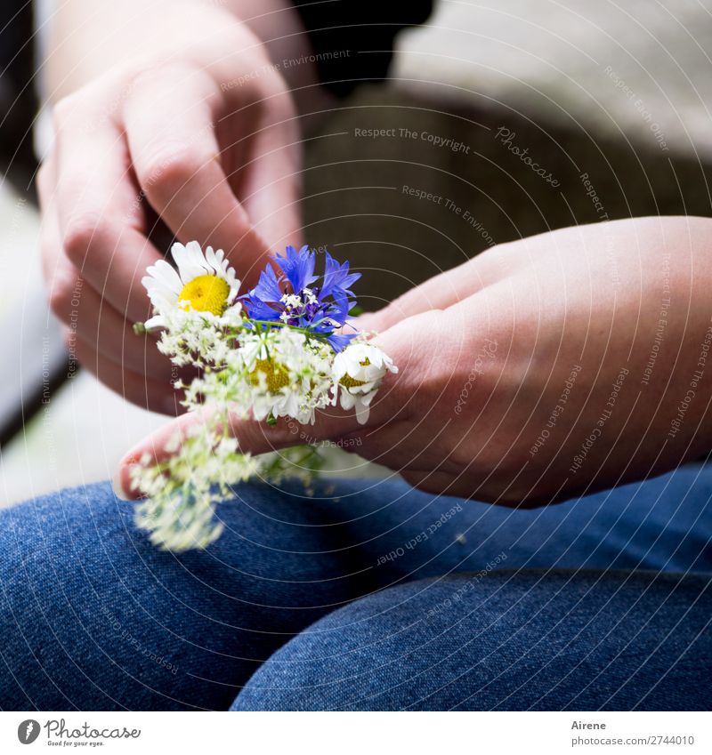 Tender for the cauldron. Handicraft Handcrafts Feminine Fingers Legs 1 Human being Meadow flower Marguerite Cornflower Decoration Bouquet Jewellery Blossoming