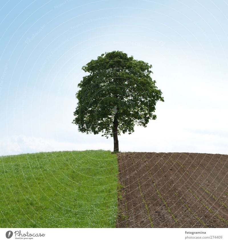 halfway Nature Landscape Plant Sky Cloudless sky Spring Tree Field Hill Power Loneliness Half Colour photo Exterior shot Copy Space top Day