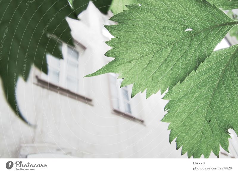 Facade behind pale foliage Plant Spring Beautiful weather Leaf Foliage plant Tendril Strasbourg France Town Old town House (Residential Structure) Building