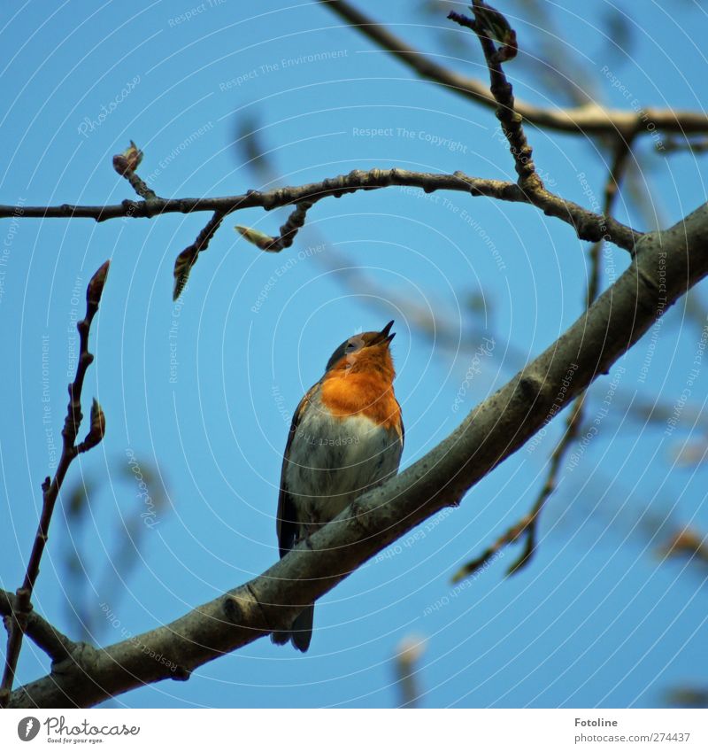 little singer Environment Nature Plant Animal Tree Wild plant Forest Wild animal Bird Bright Natural Blue Beak Chirping Colour photo Multicoloured Exterior shot