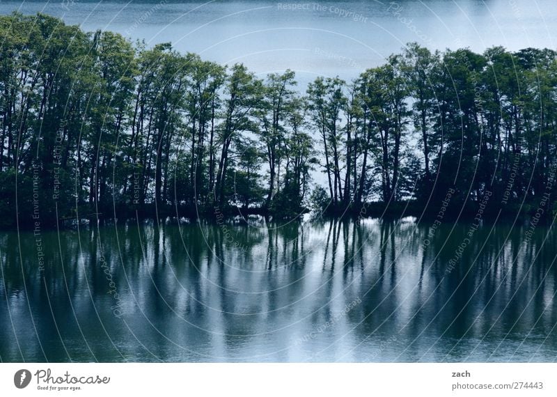 Separating Coast Environment Nature Landscape Water Plant Tree Lakeside Pond Dark Blue Green Line Row of trees Forest Colour photo Exterior shot Deserted