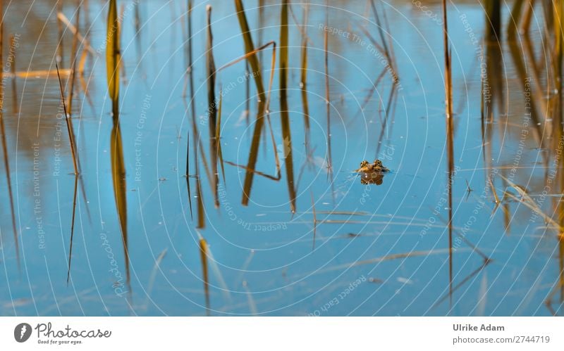 Toad in pond Environment Nature Animal Spring Plant Common Reed Lakeside Pond Frog Animal face Painted frog 1 Swimming & Bathing Wet Natural Blue