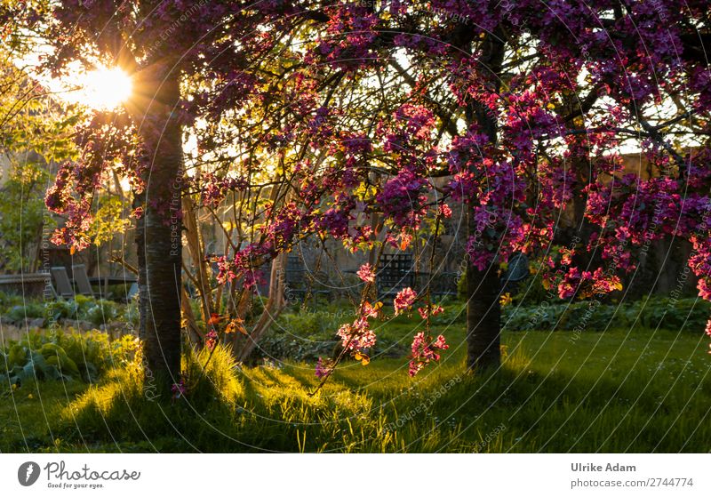 Garden Impressions Wellness Harmonious Well-being Contentment Relaxation Calm Meditation Cure Spa Decoration Wallpaper Landscape Plant Spring Tree Blossom Japan