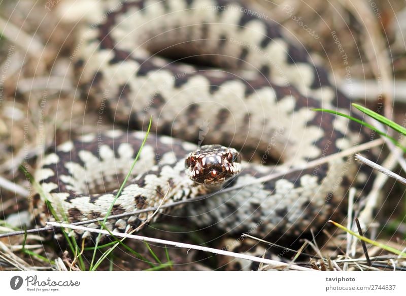 aggressive common european viper Nature Animal Wild animal Snake Aggression Large Brown Black Fear Dangerous poisonous European ready to bite Poison Viper adder