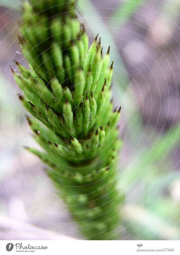 green stuff Green Fresh Horsetail Crunchy Thorny Spring Jump Nature close