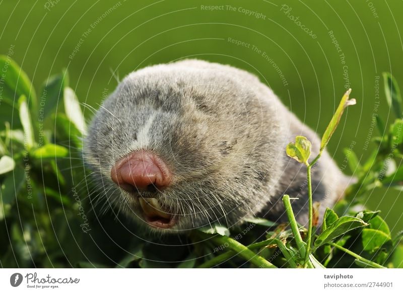 portrait of a lesser mole rat Face Teeth Environment Animal Fur coat Small Natural Cute Wild Brown Gray Dangerous head wildlife bling eyes scarce rare European