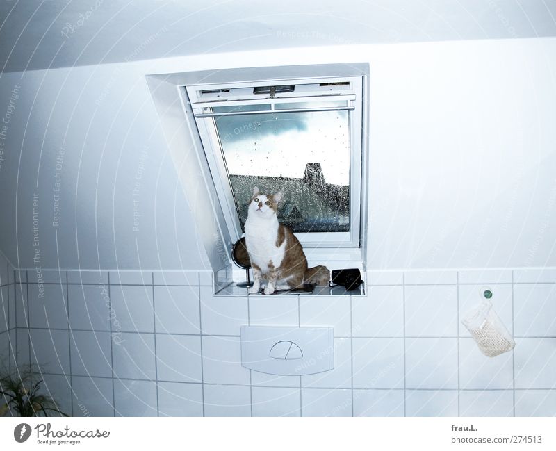 flashed Animal Pet Cat 1 Sit Small Curiosity Serene Domestic cat Marvel Observe Bathroom Window Colour photo Interior shot Flash photo Deep depth of field