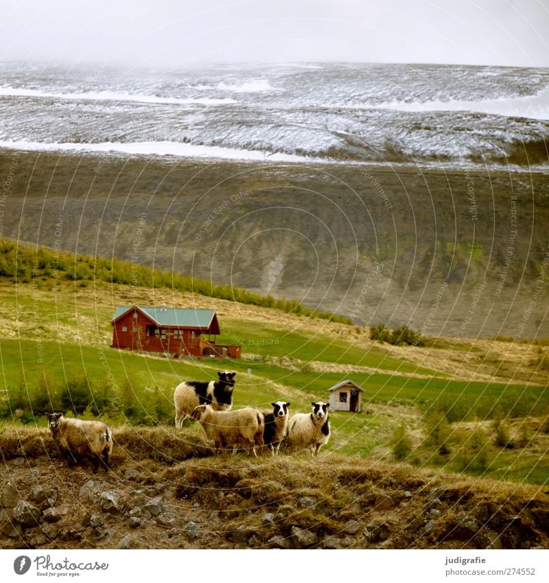 Iceland Environment Nature Landscape Rock Mountain Snowcapped peak House (Residential Structure) Hut Animal Farm animal Sheep Group of animals Animal family