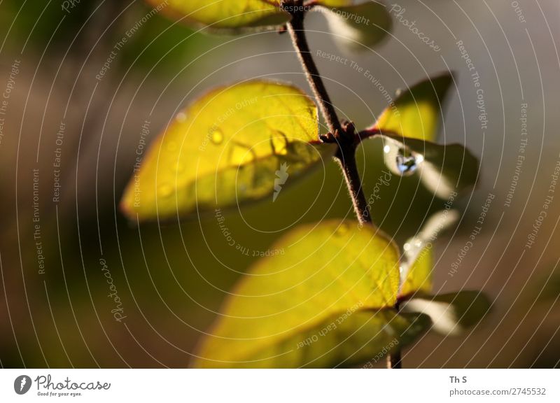 leaf Nature Plant Autumn Winter Rain Leaf Esthetic Authentic Simple Elegant Fresh Wet Natural Brown Green Serene Patient Calm Uniqueness Drop Colour photo