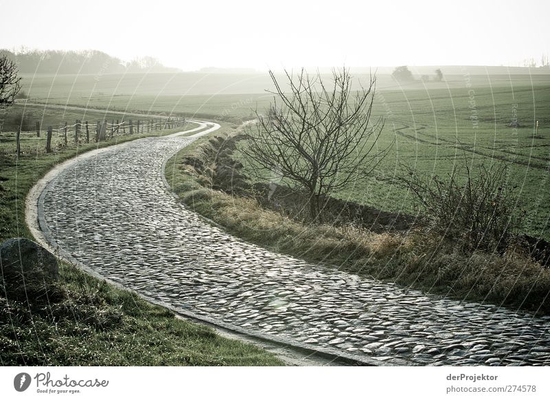 Cobblestone path on the island of Rügen Landscape Animal Sunrise Sunset Tree Baltic Sea Traffic infrastructure Street Lanes & trails Emotions Truth Honest