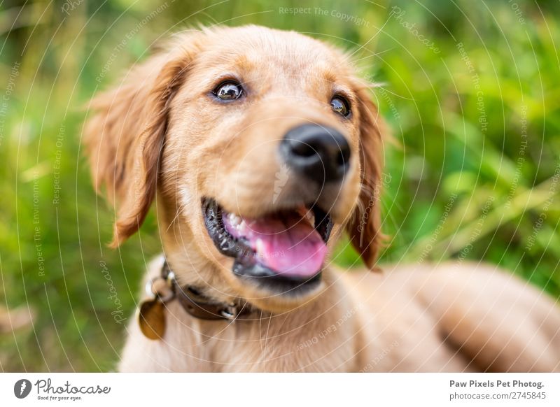 Golden retriever puppy portrait Animal Dog Animal face Pelt 1 Baby animal Smiling Lie Cute Happiness Contentment Friendship Obedient Golden Retriever