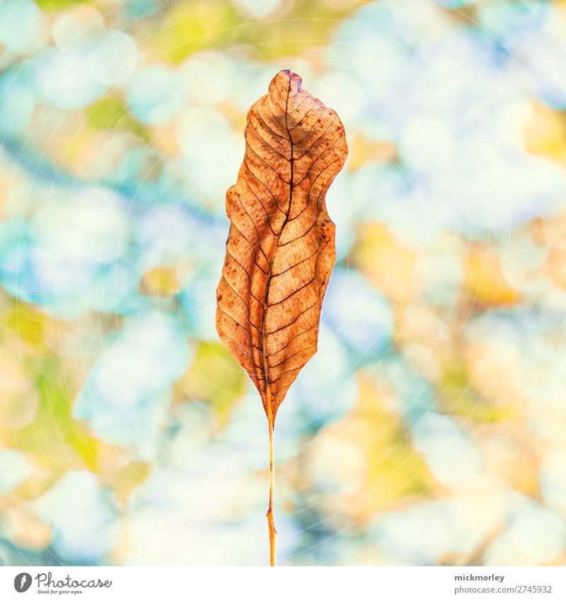 hearth sculpture Senses Relaxation Calm Environment Nature Autumn Beautiful weather Leaf Garden Old Breathe Observe Think To hold on To enjoy Faded Uniqueness