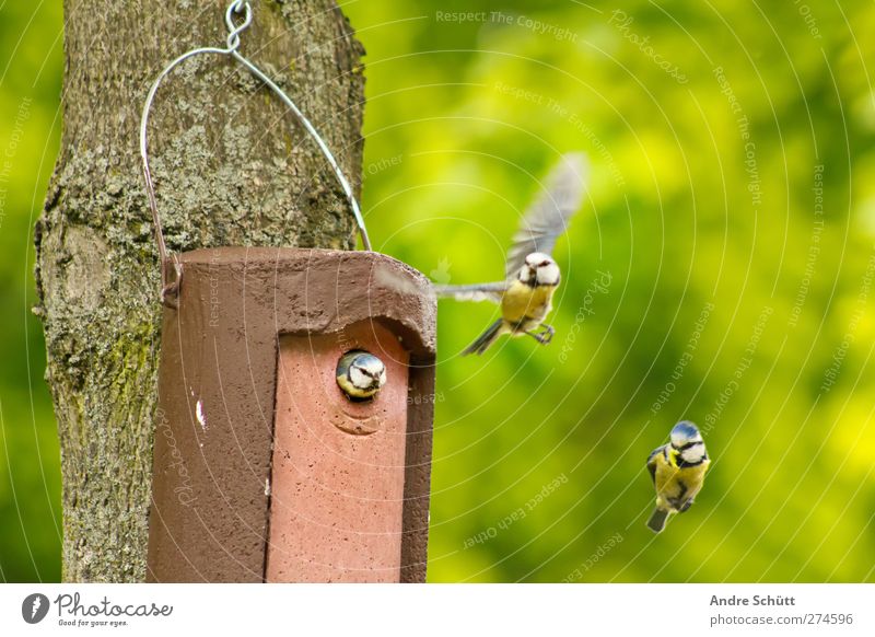 Air Show II Environment Nature Tree Animal Bird 1 3 Pair of animals Flying Cute Happy Happiness Contentment Diligent Love Living or residing Nest Incubator