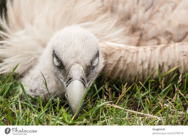 Moment IV Zoo Animal Bird Vulture Feather Beak Eyes 1 Lie Looking Brown Green White Watchfulness Threat Colour photo Exterior shot Deserted Day Animal portrait