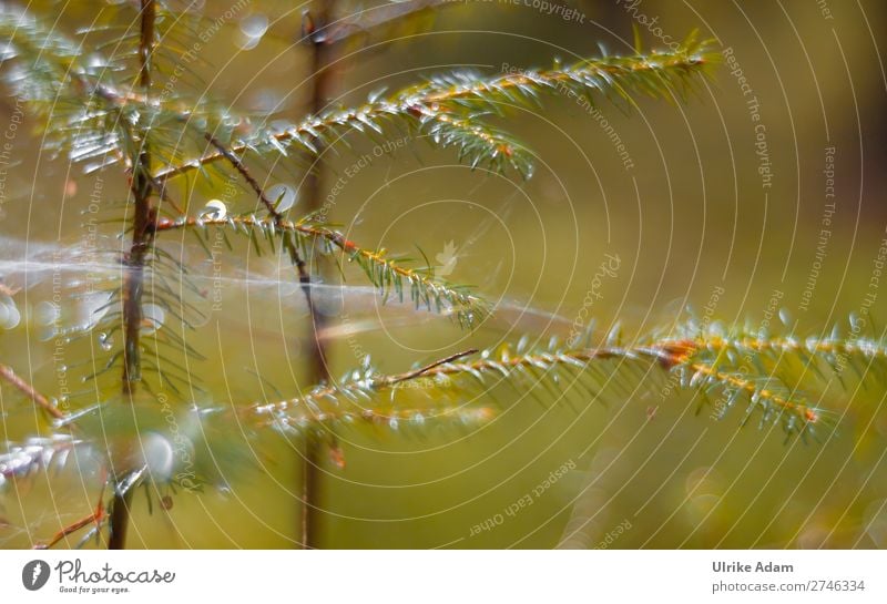 Tender fir branches in the forest Shallow depth of field Neutral Background Deserted Macro (Extreme close-up) Detail Close-up Exterior shot naturally blurriness