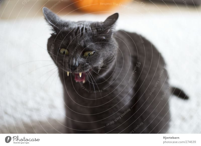 vampire cat Room Living room Animal Pet Cat Animal face 1 Threat Creepy Funny Crazy Colour photo Interior shot Deserted Day Deep depth of field