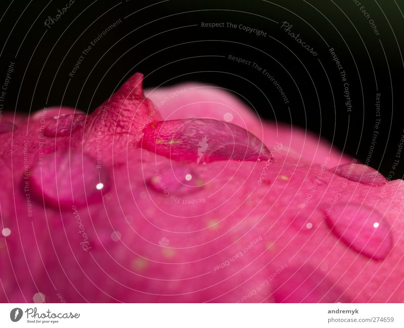 wetlands Nature Plant Water Drops of water Flower Rose Eroticism Wet Beautiful Pink Black Dew Colour photo Exterior shot Close-up Detail Deserted Day Light