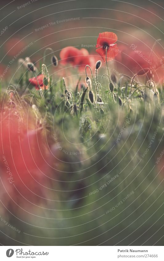 poppy seed market Environment Nature Plant Animal Sunrise Sunset Beautiful weather Flower Grass Blossom Agricultural crop Wild plant Poppy field Field Touch