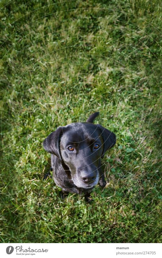 My Heart Dog Grass Meadow Animal Labrador 1 Looking Sit Friendliness Natural Curiosity Trust Friendship Love of animals Watchfulness Honey Loyalty Colour photo