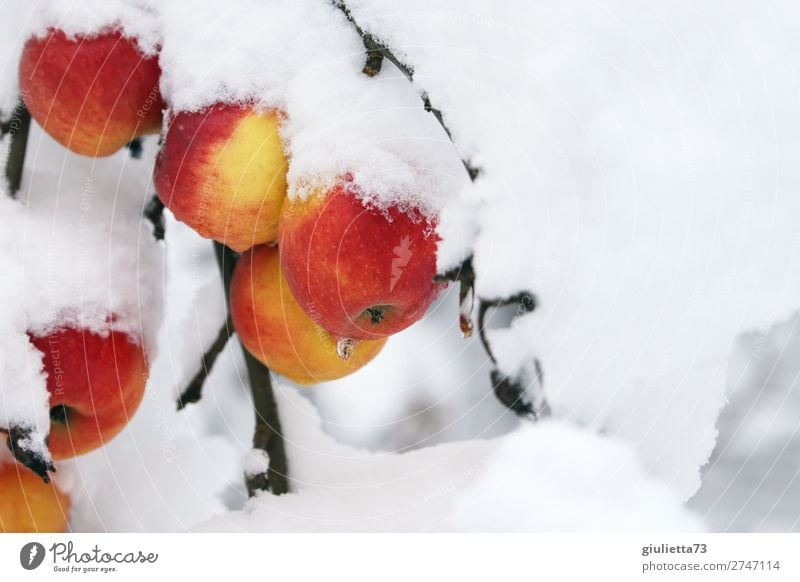 Winter apples covered with snow cover | Betthupferl Fruit Apple Environment Nature Ice Frost Snow Garden Fresh Healthy Cold Delicious Natural Beautiful Sweet