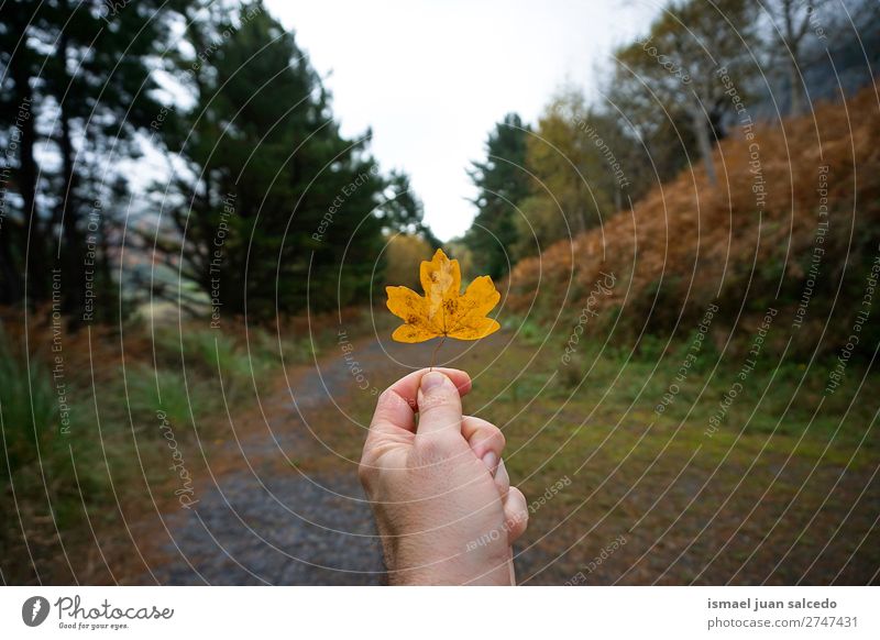 hand with yellow leaf Leaf Yellow Nature Abstract Consistency Exterior shot background Beauty Photography fragility Autumn fall Winter