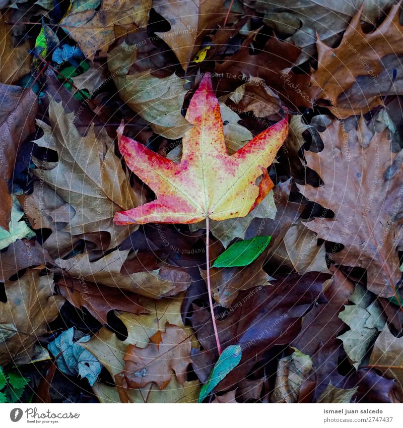 red tree leaf Leaf Red Nature Abstract Consistency Exterior shot background Beauty Photography fragility Autumn fall Winter