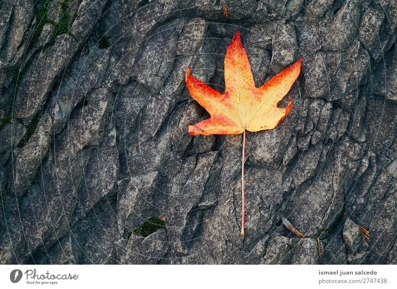 red tree leaf Leaf Red Nature Abstract Consistency Exterior shot background Beauty Photography fragility Autumn fall Winter