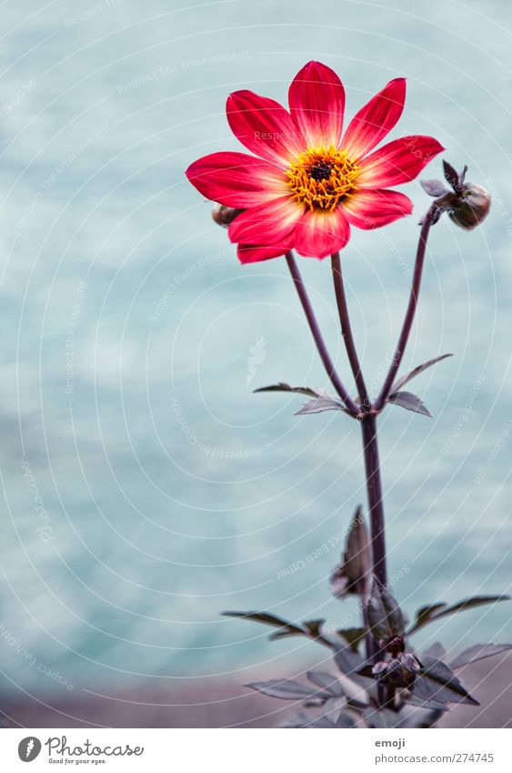 one for you Nature Plant Flower Leaf Blossom Natural Red Colour photo Exterior shot Close-up Deserted Day Shallow depth of field