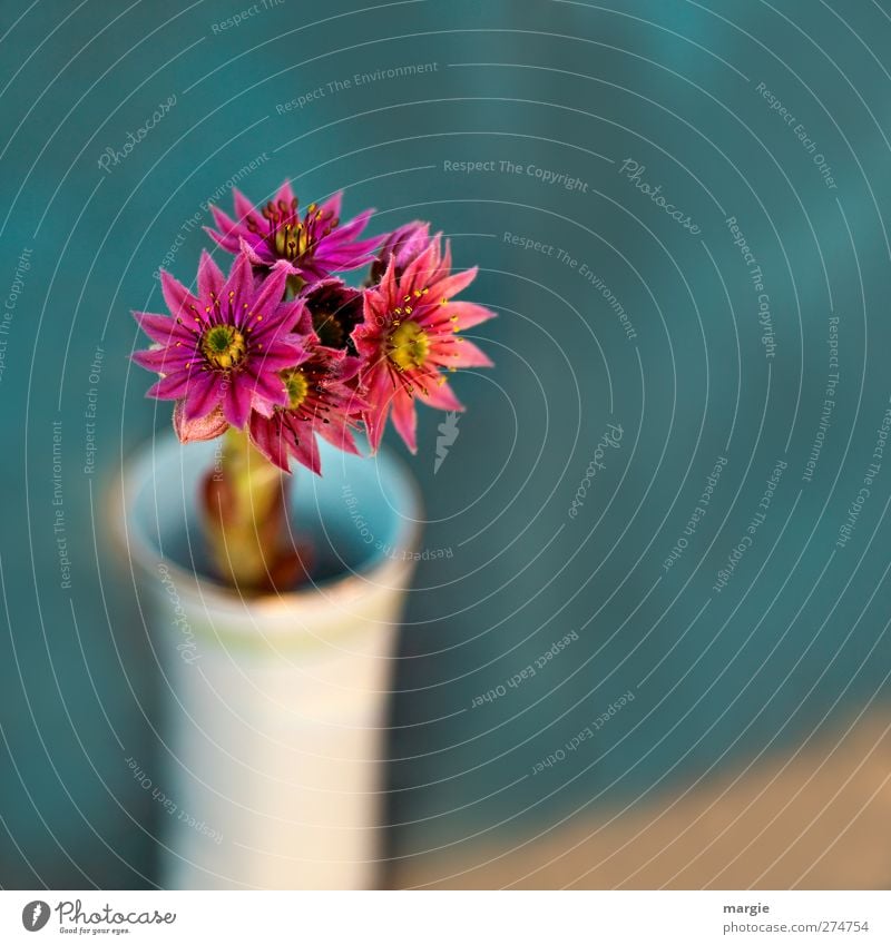 Sharp flowers in a fuzzy vase Environment Nature Plant Flower Leaf Blossom Blossoming Fragrance Growth Fresh Decoration Flower stalk Vase Bouquet pretty Blue