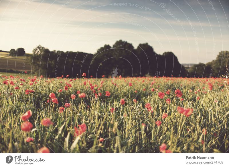 Summer? Environment Nature Landscape Plant Animal Sky Clouds Climate change Beautiful weather Warmth Poppy field Field Forest Breathe Blossoming To enjoy