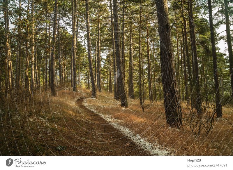 forest path Environment Nature Landscape Plant Sky Clouds Autumn Winter Climate Weather Snow Tree Grass Bushes Leaf Foliage plant Wild plant Meadow Forest Hill