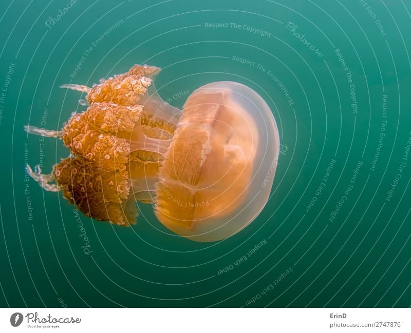 Close up orange golden jellyfish side angle green background. Design Joy Beautiful Vacation & Travel Tourism Adventure Environment Landscape Lake Jellyfish