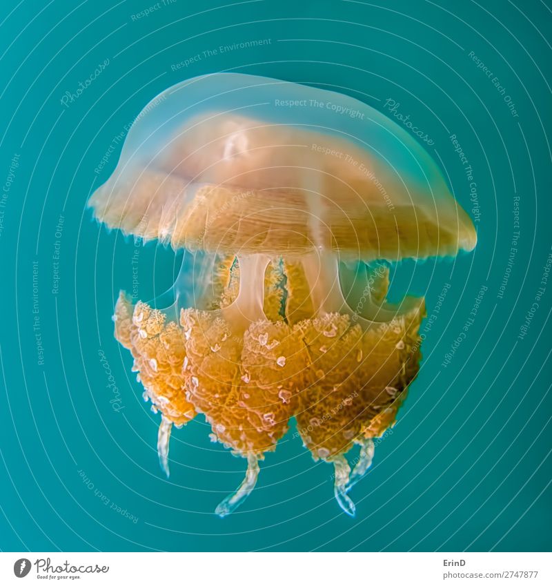 Close up detail golden jellyfish on blue turquoise background. Design Joy Beautiful Vacation & Travel Tourism Adventure Environment Landscape Lake Jellyfish