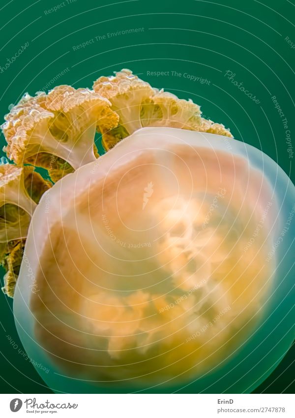 Close up Detail orange Golden Jellyfish on Green Background. Design Joy Beautiful Vacation & Travel Tourism Adventure Environment Landscape Lake Cool (slang)