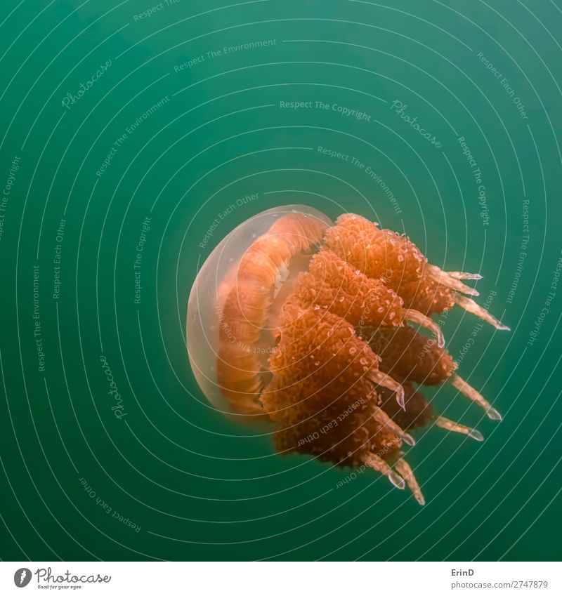 Bright orange close up jellyfish on green background underwater. Design Joy Beautiful Vacation & Travel Tourism Adventure Environment Landscape Lake Jellyfish