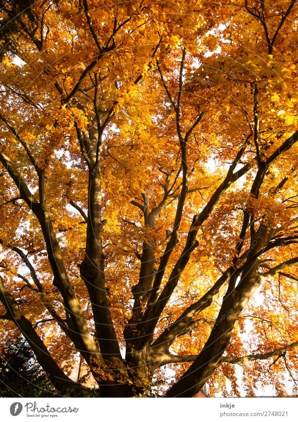 autumn Plant Autumn Tree Beech tree Copper beech Deciduous tree Autumn leaves Autumnal Autumnal colours Large Natural Brown Yellow Orange Earth colour