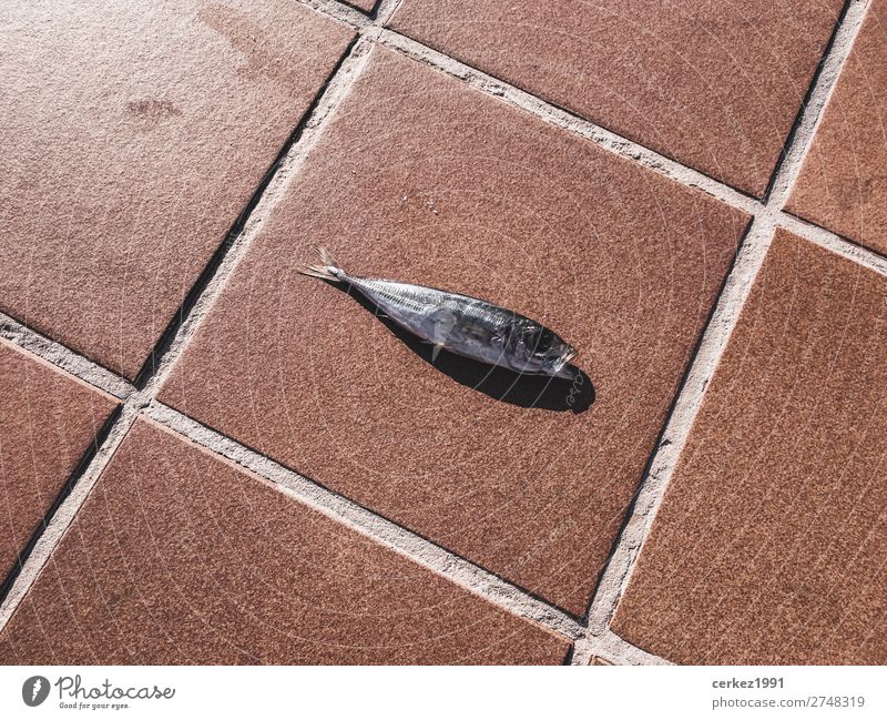 Stranded fish at the harbour of Cala Ratjada on Mallorca Nature Sun Beautiful weather Animal Dead animal Fish 1 Breathe To feed Feeding Sadness To dry up