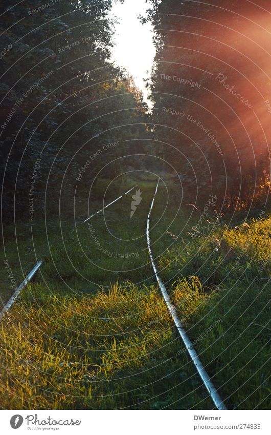 The train makes mobile... Trip Sun Nature Plant Sunrise Sunset Tree Grass Field Forest Logistics Rail transport Railroad tracks Illuminate Dream Green Moody