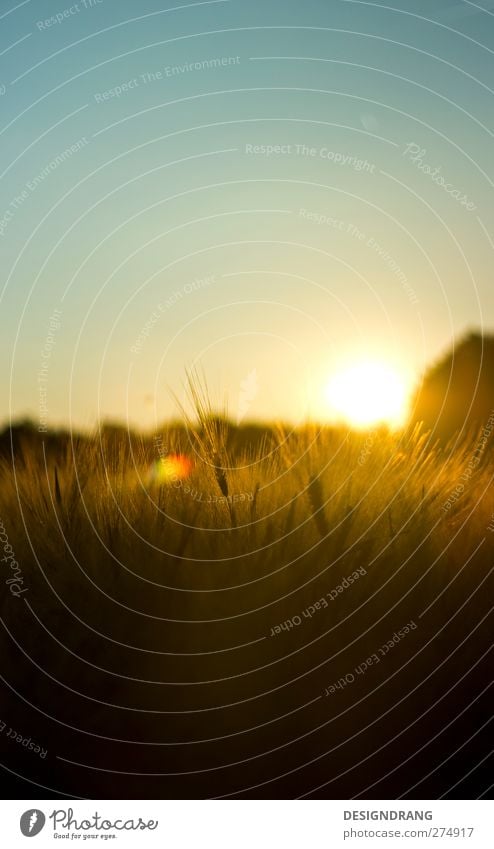 evening grain Grain Nature Landscape Earth Sky Sky only Sun Sunrise Sunset Sunlight Summer Beautiful weather Warmth Plant Bushes Agricultural crop Field