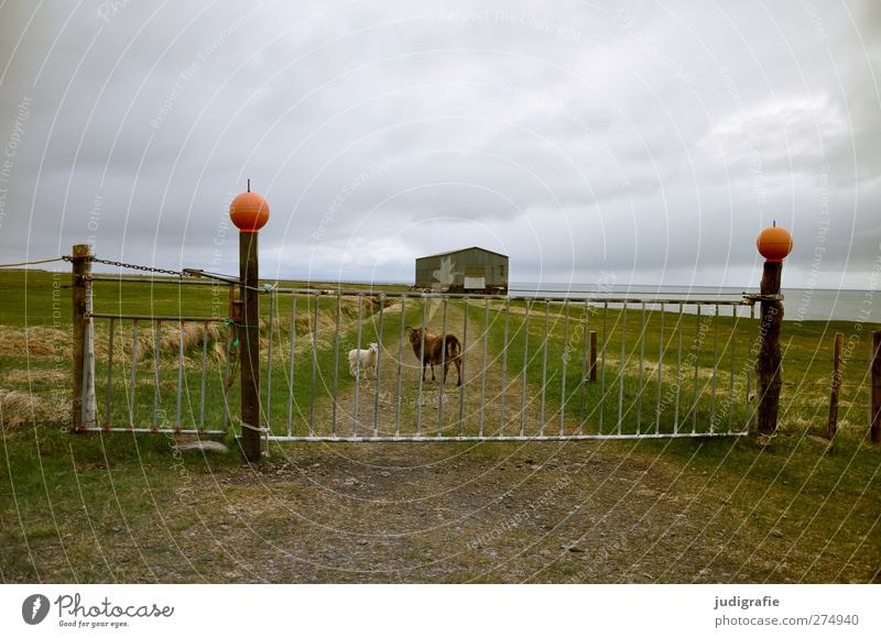 Iceland Nature Landscape Sky Clouds Climate House (Residential Structure) Hut Building Door Gate Fence Entrance Animal Farm animal Sheep Lamb 2 Animal family