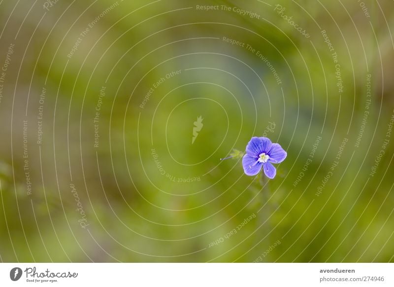 Gamander Award ( Veronica chamaedrys ) Nature Plant Spring Flower Blossom Wild plant Meadow Forest Blossoming Growth Blue Violet Bird's eye Year Seasons