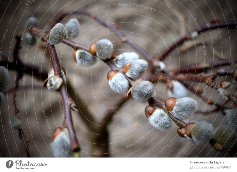 willow catkin Nature Plant Spring Tree Bushes Blossom Willow tree Park Forest Blossoming Hang Growth Cuddly Round Soft Gray Spring fever Anticipation