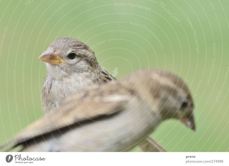 models Nature Animal Wild animal Bird 2 Pair of animals Gray Green Sparrow Songbirds Passerine bird Colour photo Exterior shot Deserted Copy Space top Day