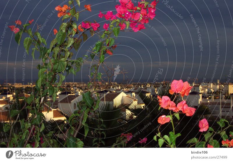 thunderstorm evening Dusk Plant Spain Light Thunder and lightning Evening