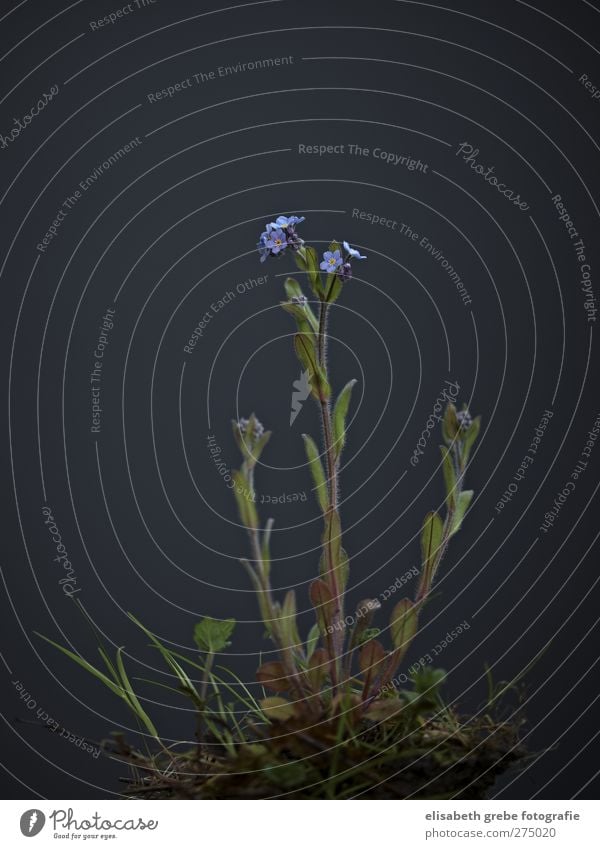 FORGET-ME-NOT Plant Spring Flower Wild plant Forget-me-not Esthetic Style Environment Forest Green Colour photo Studio shot Close-up Copy Space top